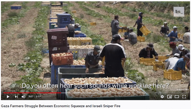 Hört Ihr öfter solche Schüsse, während Ihr hier arbeitet? Gaza Farmers Struggle Between Economic Squeeze and Israeli Sniper Fire