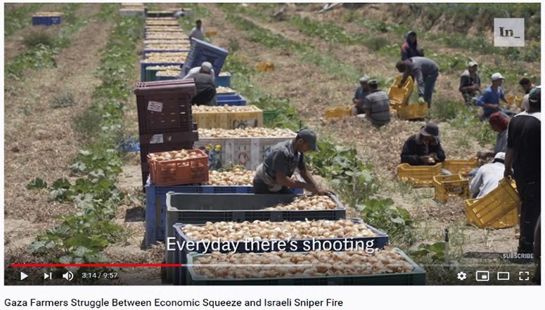 Sie schießen jeden Tag Gaza Farmers Struggle Between Economic Squeeze and Israeli Sniper Fire