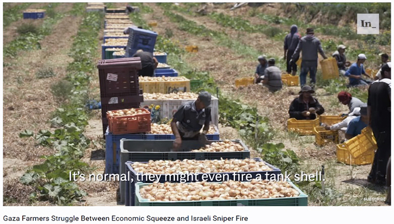 Es ist normal, sie dürften sogar von Panzern aus schießen Gaza Farmers Struggle Between Economic Squeeze and Israeli Sniper Fire