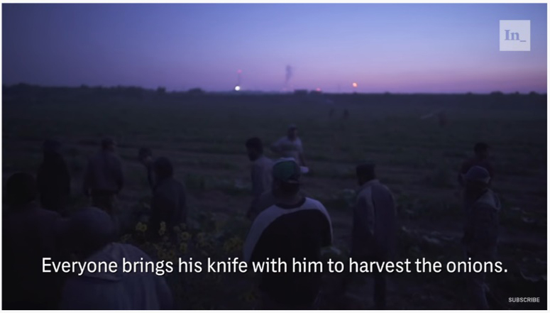 Jeder bringt sein Messer mit, um Zwiebel zu ernten Gaza Farmers Struggle Between Economic Squeeze and Israeli Sniper Fire